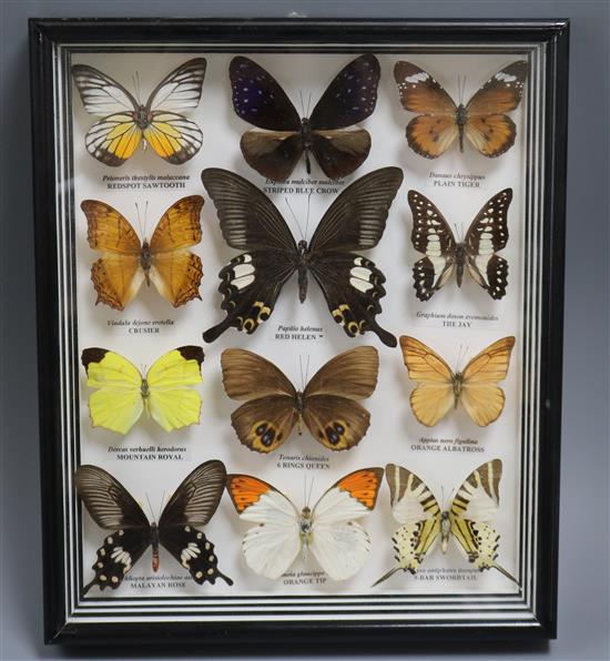 Nine cases of butterfly specimens